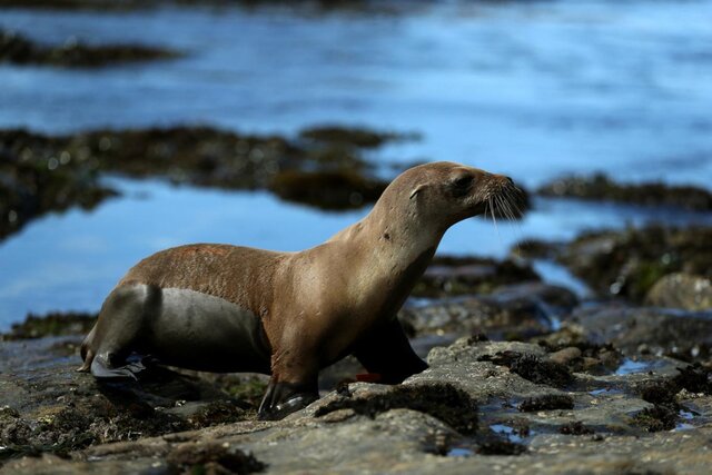 گزارش مرگ‌ومیر در “حیات دریایی کالیفرنیا” بر اثر آلودگی شیمیایی