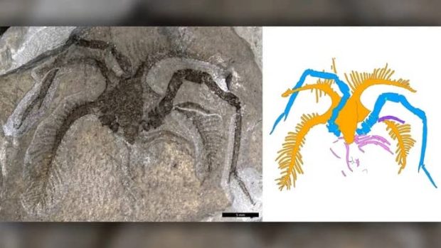عجیب ترین جانور آبی باستانی جهان کشف شد