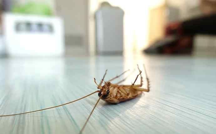 رهایی از انواع حشرات خانگی با سمپاشی منزل