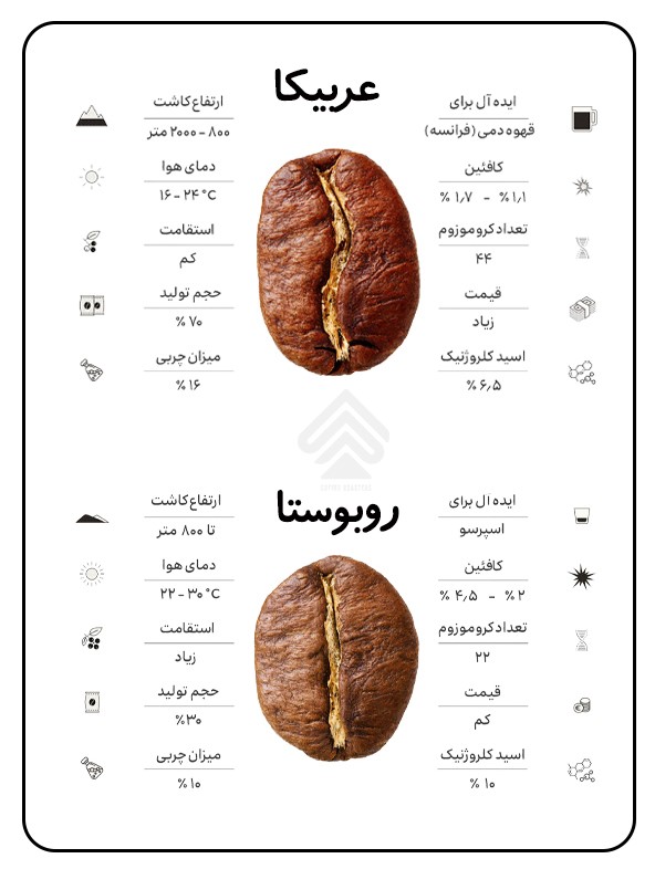قهوه عربیکا یا روبوستا؟ تفاوت و برتری آن‌ها چیست؟