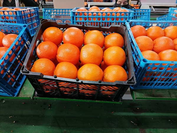 iran-oranges-for-uzbekistan-market.jpg 